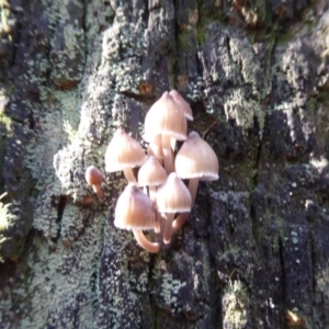 Mycena sp. at Paddys River, ACT - 19 Jun 2019 10:53 AM