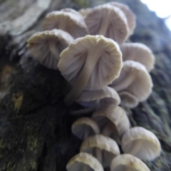 Mycena sp. at Paddys River, ACT - 19 Jun 2019 10:53 AM