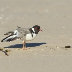 Charadrius rubricollis (Hooded Plover) at Eden, NSW - 19 Jun 2019 by Leo