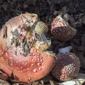 Amanita muscaria at Yarralumla, ACT - 19 Jun 2019