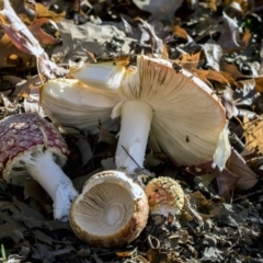 Amanita muscaria at Yarralumla, ACT - 19 Jun 2019 11:06 AM