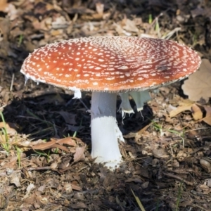 Amanita muscaria at Yarralumla, ACT - 19 Jun 2019 11:06 AM