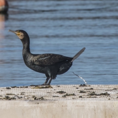 Phalacrocorax carbo (Great Cormorant) at Lake Burley Griffin West - 19 Jun 2019 by Alison Milton