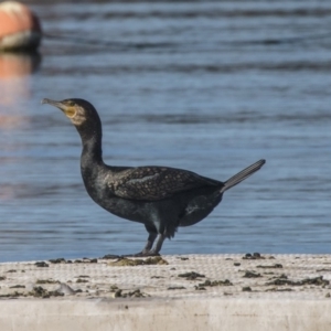 Phalacrocorax carbo at Yarralumla, ACT - 19 Jun 2019 11:49 AM