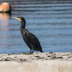 Phalacrocorax carbo at Yarralumla, ACT - 19 Jun 2019 11:49 AM