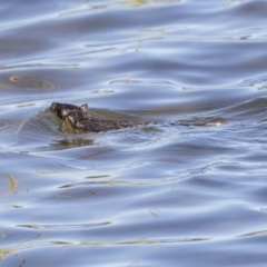 Hydromys chrysogaster (Rakali or Water Rat) at Lake Burley Griffin West - 19 Jun 2019 by Alison Milton