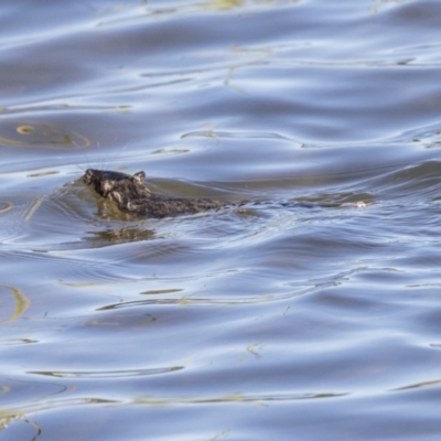 Hydromys chrysogaster (Rakali or Water Rat) at Lake Burley Griffin West - 19 Jun 2019 by Alison Milton