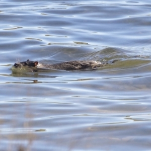 Hydromys chrysogaster at Yarralumla, ACT - 19 Jun 2019