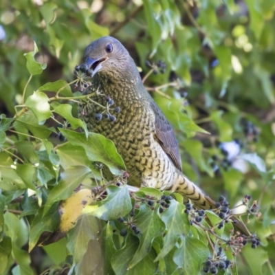 Ptilonorhynchus violaceus (Satin Bowerbird) at Lake Burley Griffin West - 19 Jun 2019 by Alison Milton