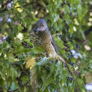 Ptilonorhynchus violaceus at Yarralumla, ACT - 19 Jun 2019 02:28 PM