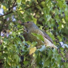 Ptilonorhynchus violaceus at Yarralumla, ACT - 19 Jun 2019 02:28 PM