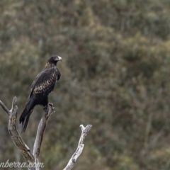 Aquila audax (Wedge-tailed Eagle) at Rendezvous Creek, ACT - 8 Jun 2019 by BIrdsinCanberra