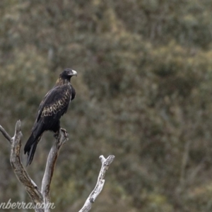 Aquila audax at Rendezvous Creek, ACT - 8 Jun 2019