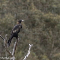 Aquila audax at Rendezvous Creek, ACT - 8 Jun 2019