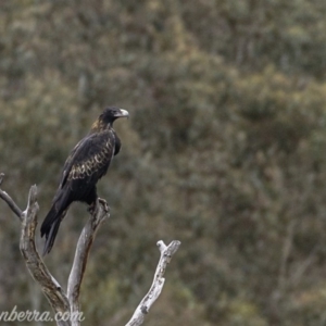 Aquila audax at Rendezvous Creek, ACT - 8 Jun 2019