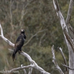 Aquila audax at Rendezvous Creek, ACT - 8 Jun 2019