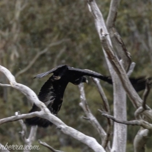 Aquila audax at Rendezvous Creek, ACT - 8 Jun 2019