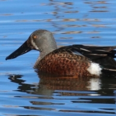 Spatula rhynchotis (Australasian Shoveler) at Jerrabomberra Wetlands - 19 Jun 2019 by jbromilow50