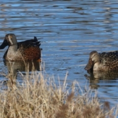 Spatula rhynchotis at Fyshwick, ACT - 19 Jun 2019