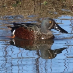 Spatula rhynchotis at Fyshwick, ACT - 19 Jun 2019