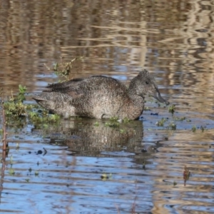 Stictonetta naevosa at Fyshwick, ACT - 19 Jun 2019