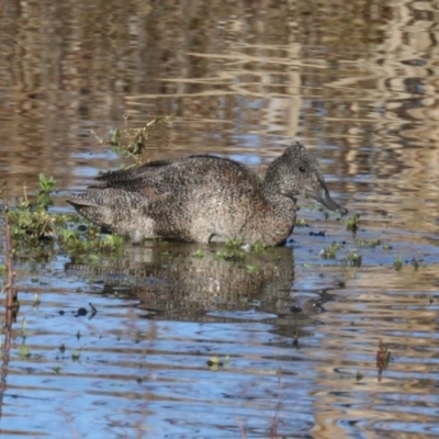 Stictonetta naevosa (Freckled Duck) at Jerrabomberra Wetlands - 19 Jun 2019 by jbromilow50