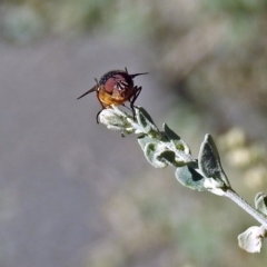 Unidentified Blow fly (Calliphoridae) (TBC) at Acton, ACT - 19 Jun 2019 by RodDeb