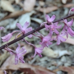 Dipodium roseum (Rosy Hyacinth Orchid) at Tidbinbilla Nature Reserve - 13 Jan 2014 by michaelb