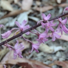 Dipodium roseum (Rosy Hyacinth Orchid) at Paddys River, ACT - 13 Jan 2014 by michaelb