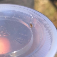 Nysius vinitor at Fadden, ACT - 28 May 2019 04:32 PM