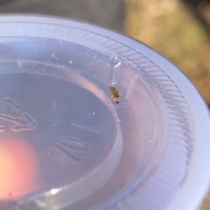 Nysius vinitor at Fadden, ACT - 28 May 2019 04:32 PM