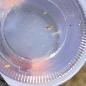 Nysius vinitor at Fadden, ACT - 28 May 2019 04:32 PM