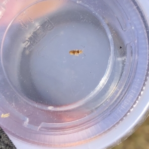 Nysius vinitor at Fadden, ACT - 28 May 2019 04:32 PM