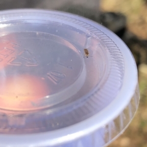 Nysius vinitor at Fadden, ACT - 28 May 2019 04:32 PM