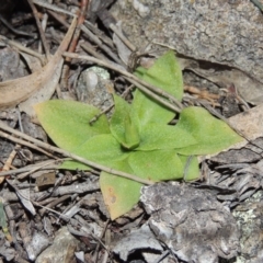 Hymenochilus sp. (A Greenhood Orchid) at Rob Roy Range - 31 Jul 2014 by michaelb