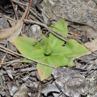 Hymenochilus sp. (A Greenhood Orchid) at Theodore, ACT - 31 Jul 2014 by MichaelBedingfield