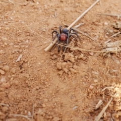 Missulena occatoria (Red-headed Mouse Spider) at Jerrabomberra Grassland - 18 Jun 2019 by TympoEm