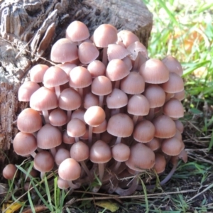 Mycena 'clarkeana group' at Conder, ACT - 29 May 2019 03:58 PM