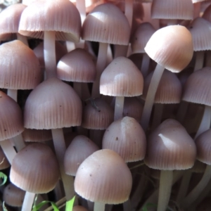 Mycena 'clarkeana group' at Conder, ACT - 29 May 2019