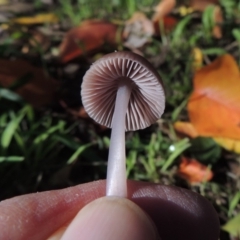 Mycena 'clarkeana group' at Conder, ACT - 29 May 2019 03:58 PM