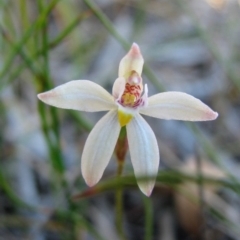 Caladenia alata (Fairy Orchid) at Hyams Beach, NSW - 22 Sep 2010 by christinemrigg