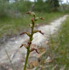 Corunastylis sp. (A Midge Orchid) at Jervis Bay National Park - 8 Apr 2016 by christinemrigg