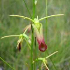 Cryptostylis subulata (Cow Orchid) at Hyams Beach, NSW - 14 Jan 2012 by christinemrigg