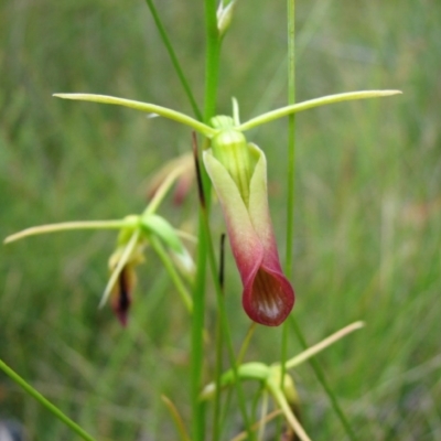 Cryptostylis subulata (Cow Orchid) at Hyams Beach, NSW - 13 Jan 2012 by christinemrigg