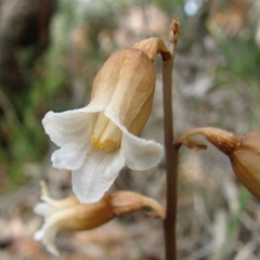 Gastrodia sesamoides (Cinnamon Bells) at Vincentia, NSW - 1 Nov 2008 by christinemrigg