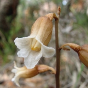 Gastrodia sesamoides at Vincentia, NSW - suppressed