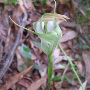 Pterostylis baptistii at Sanctuary Point, NSW - suppressed