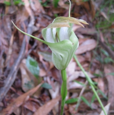 Pterostylis baptistii (King Greenhood) at The Basin Walking Track - 11 Oct 2010 by christinemrigg