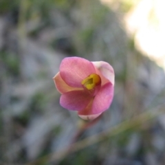 Thelymitra carnea (Tiny Sun Orchid) at Sanctuary Point - Basin Walking Track Bushcare - 25 Oct 2010 by christinemrigg