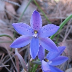 Thelymitra ixioides (Dotted Sun Orchid) at Hyams Beach, NSW - 25 Aug 2011 by christinemrigg